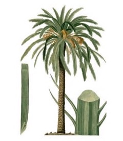 Phoenix dactylifera Date Palm